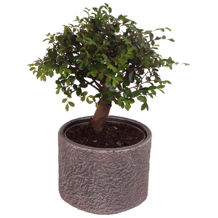 <h4>Bonsai Indoor Gemengd Keramiek</h4>