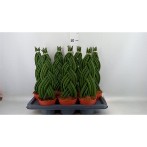 Sansevieria cyl.  ...