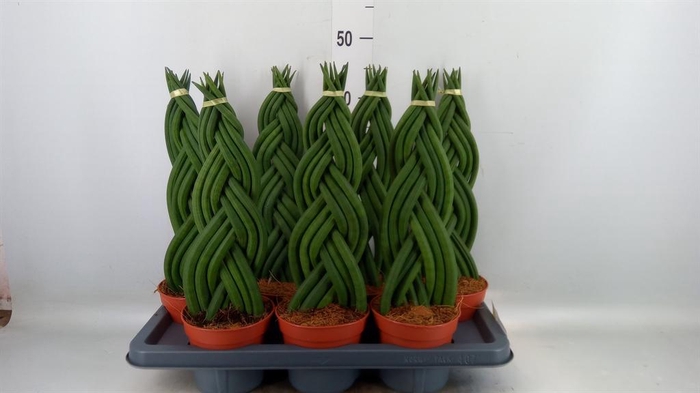 <h4>Sansevieria cyl.  ...</h4>