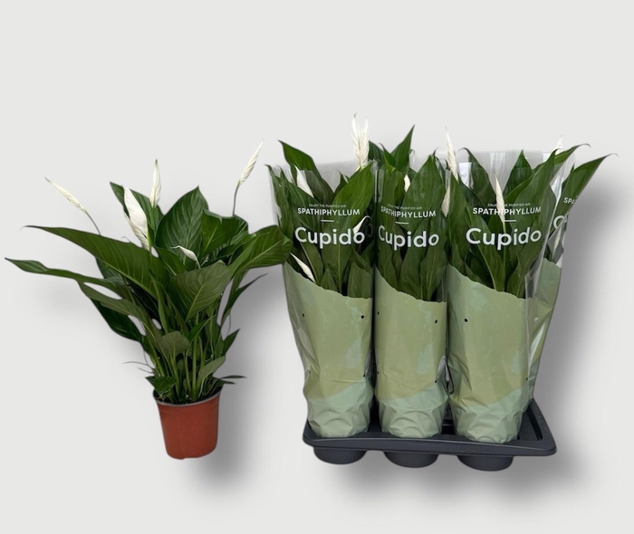 arr8 Spath Bingo Cupido