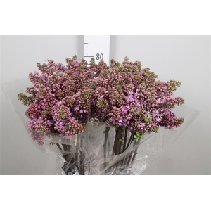 Syr V R V Horstenst 4+