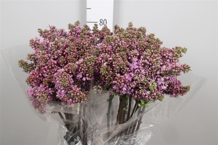 <h4>Syr V R V Horstenst 4+</h4>