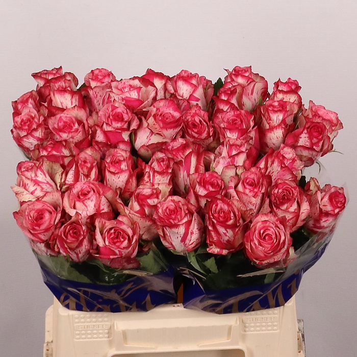 <h4>R GR BARRACUDA</h4>