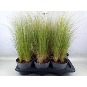 Stipa tenuissima 'ColGra Pony Tail'