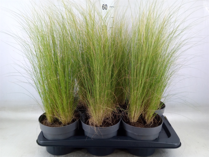 <h4>Stipa tenuissima 'ColGra Pony Tail'</h4>