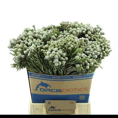 <h4>Kaaps Brunia Laevis</h4>