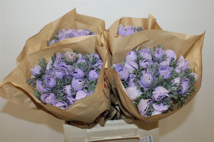 <h4>Anem Marianne Powder Lavender</h4>