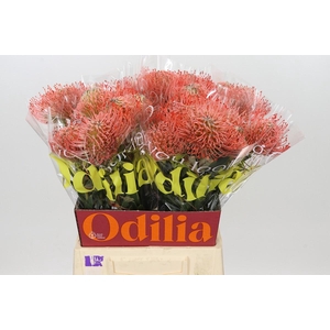 Nutans Ayoba Pink Guava