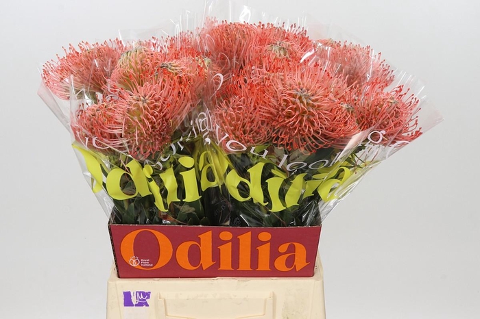 <h4>Nutans Ayoba Pink Guava</h4>