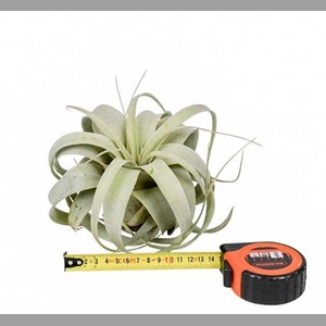 Tillandsia Xeropgraphica X8