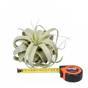 Tillandsia Xerographica X8