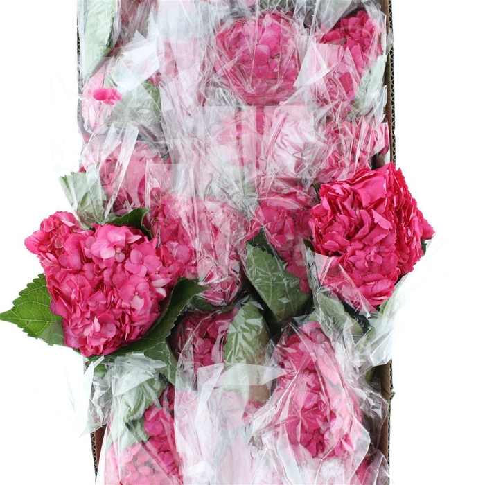 <h4>Hydr M Hot Pink Premium 60-18</h4>