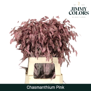 Chasmanthium L70 Klbh. Roze