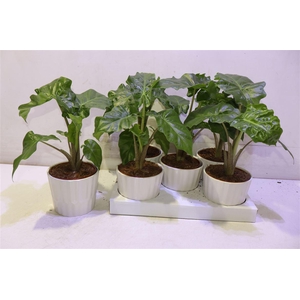 Arr Aloc Low Rider In Keramiek