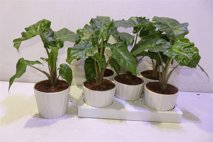 <h4>arr8 Arr Aloc Low Rider In Keramiek</h4>