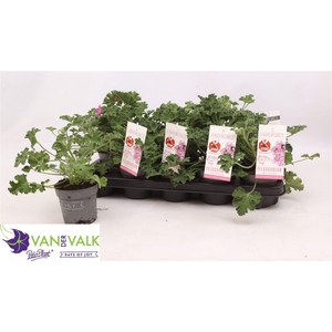 Pelargonium graveolens
