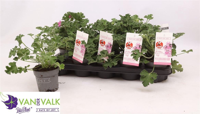 <h4>Pelargonium graveolens</h4>