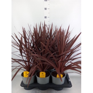 Cordyline austr. 'Red Star'