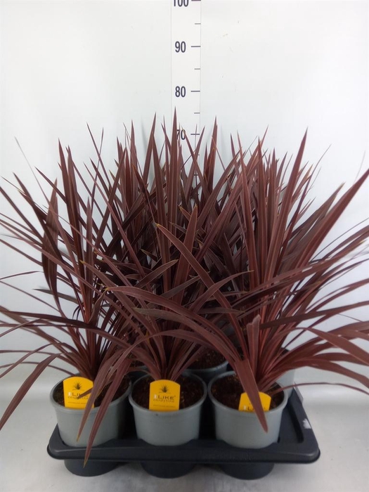 <h4>Cordyline austr. 'Red Star'</h4>