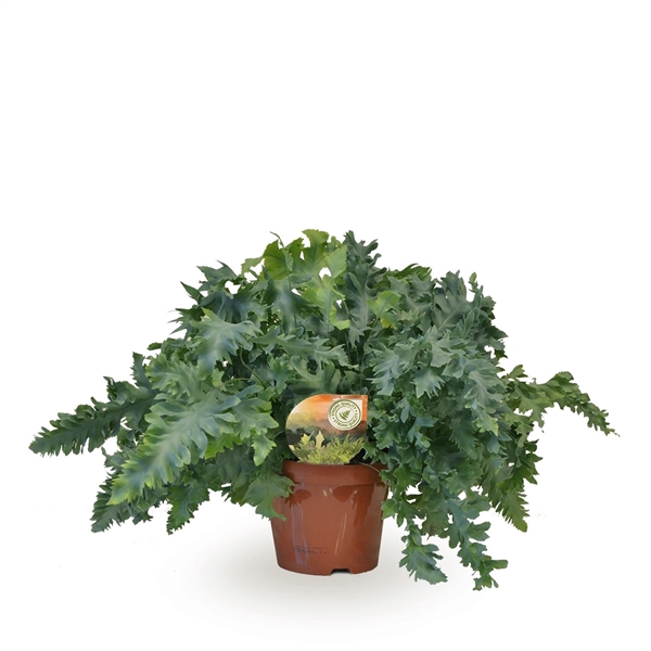 <h4>Phlebodium aureum Davana</h4>