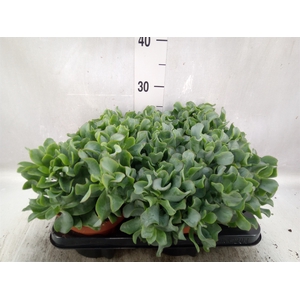 Crassula arborescens subsp. undilat