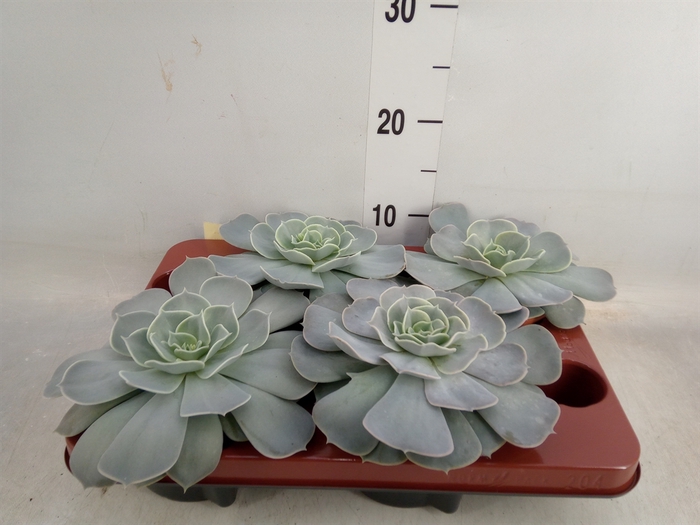 <h4>Echeveria  'Pollux'</h4>