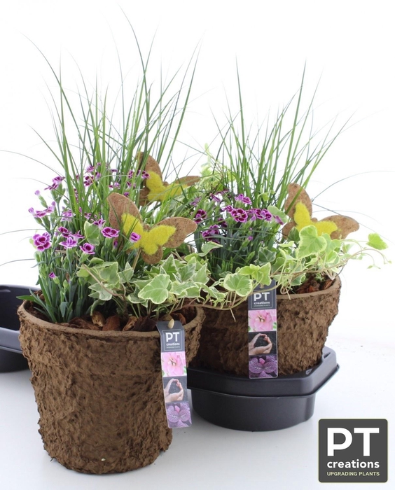 <h4>ARR TUINPLANTEN</h4>