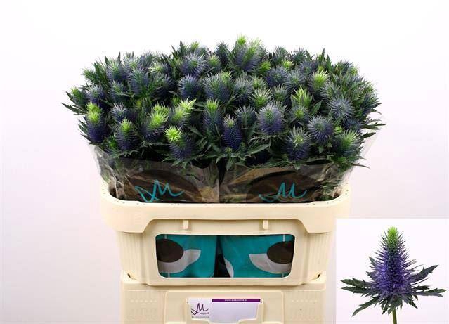 <h4>ERYNGIUM SUPERNOVA</h4>