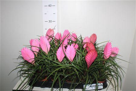 <h4>Till Cyanea</h4>