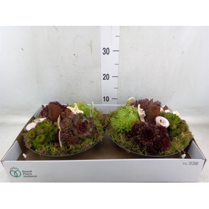 Arr.  Sempervivum L%