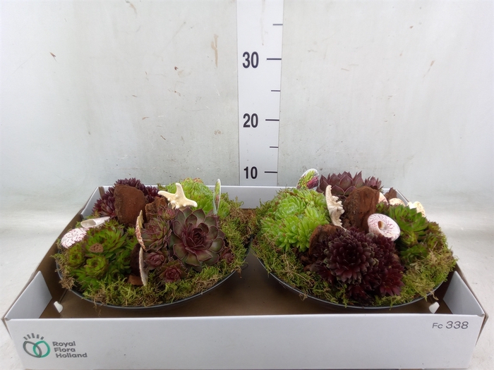 <h4>Arr.  Sempervivum L%</h4>