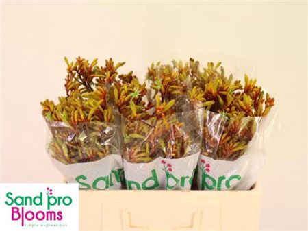 <h4>Anigoz Gold Fever</h4>