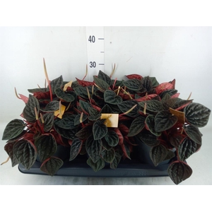 Peperomia caperata   ...