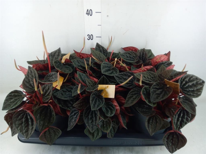 <h4>Peperomia caperata   ...</h4>