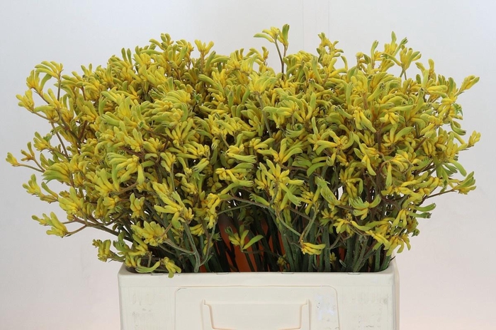 <h4>ANIGOZ BUSH DOWN</h4>