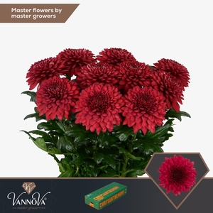 CHRYSANTHEMUM GR 'LAMIRA RED'