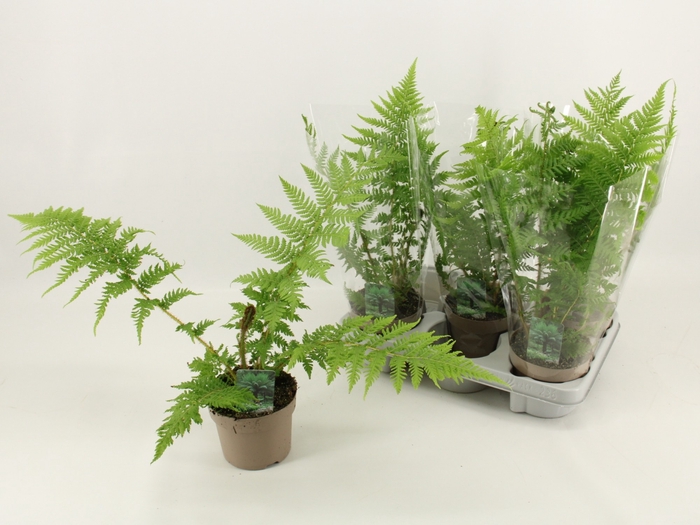 <h4>CYATHEA AUSTRALIS</h4>