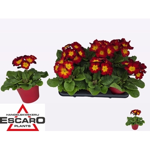 PRIM EL SIBEL SCHARL