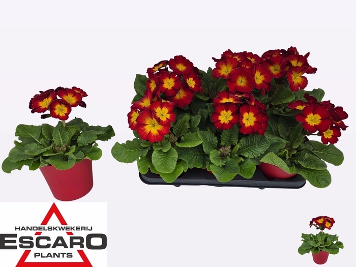 <h4>PRIM EL SIBEL SCHARL</h4>