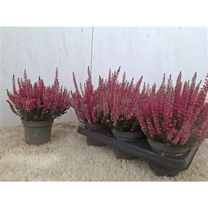 Callu Bl Sabella
