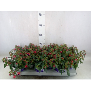 Fuchsia  'Bella Fuchsia Olivia'