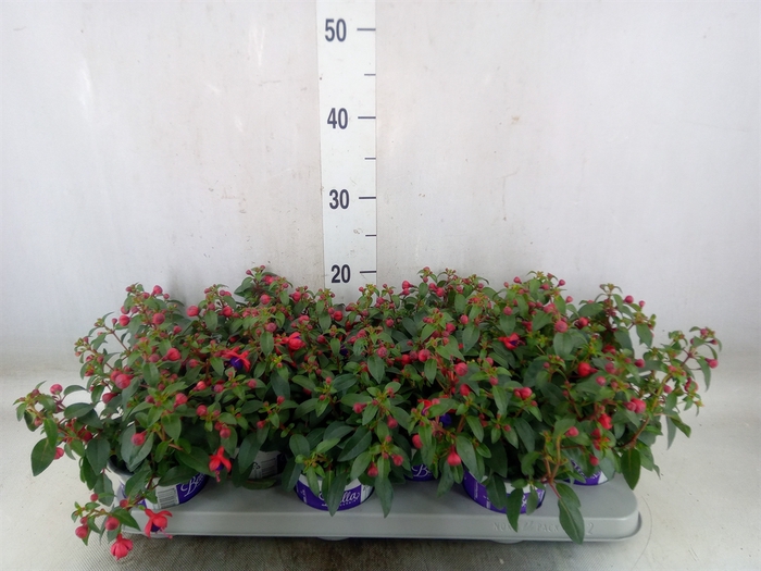 <h4>Fuchsia  'Bella Fuchsia Olivia'</h4>