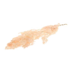 Pres Ming Fern Light Pink Bunch