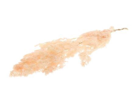 <h4>Pres Ming Fern Light Pink Bunch</h4>