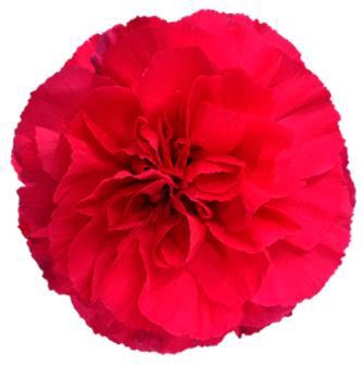 <h4>Di St Mandalay</h4>