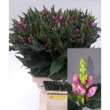 <h4>Chelone Obliqua Klein</h4>