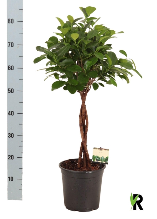 <h4>FIC MI MOCLAME</h4>