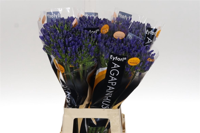 <h4>Agap Eyfori Blue 70</h4>