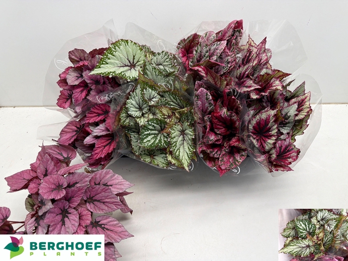 <h4>BEG BEL GEM</h4>