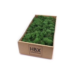 Moss Reindeer Moss 500gr Moss Green